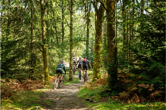 Fietsen in het bos