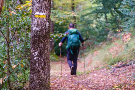 Wandelen in het bos