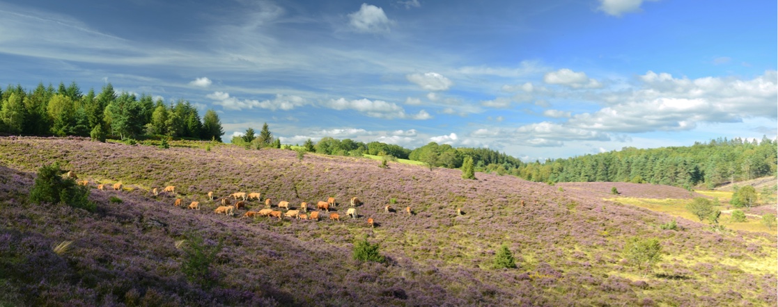 Parc naturel Régional de Millevaches